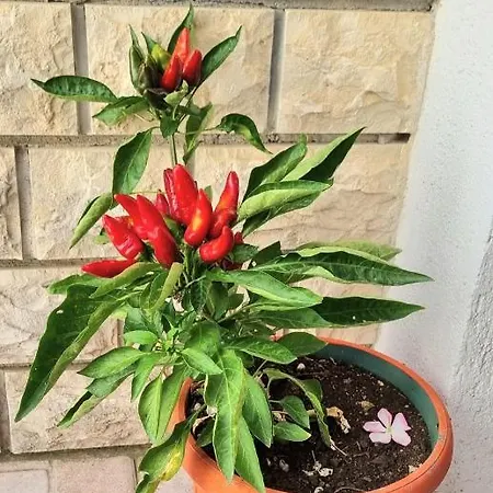 Borka * Biograd Na Moru