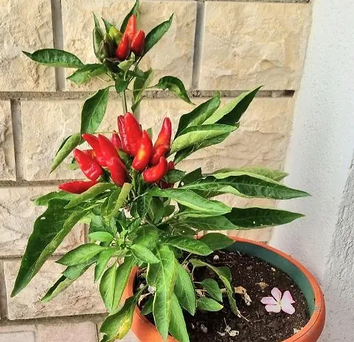 Borka * Biograd na Moru